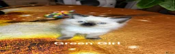 Ragdoll cats for sale: 💖Fabulous Pure Ragdoll Kittens Waiting for Love❤️ - Advert 17
