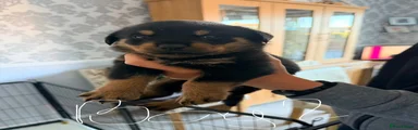 Rottweiler 5