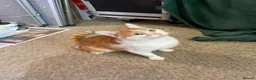 Mixed Breed cats for adoption: Tommy, handsome ginger boy in need of new home - Advert 6