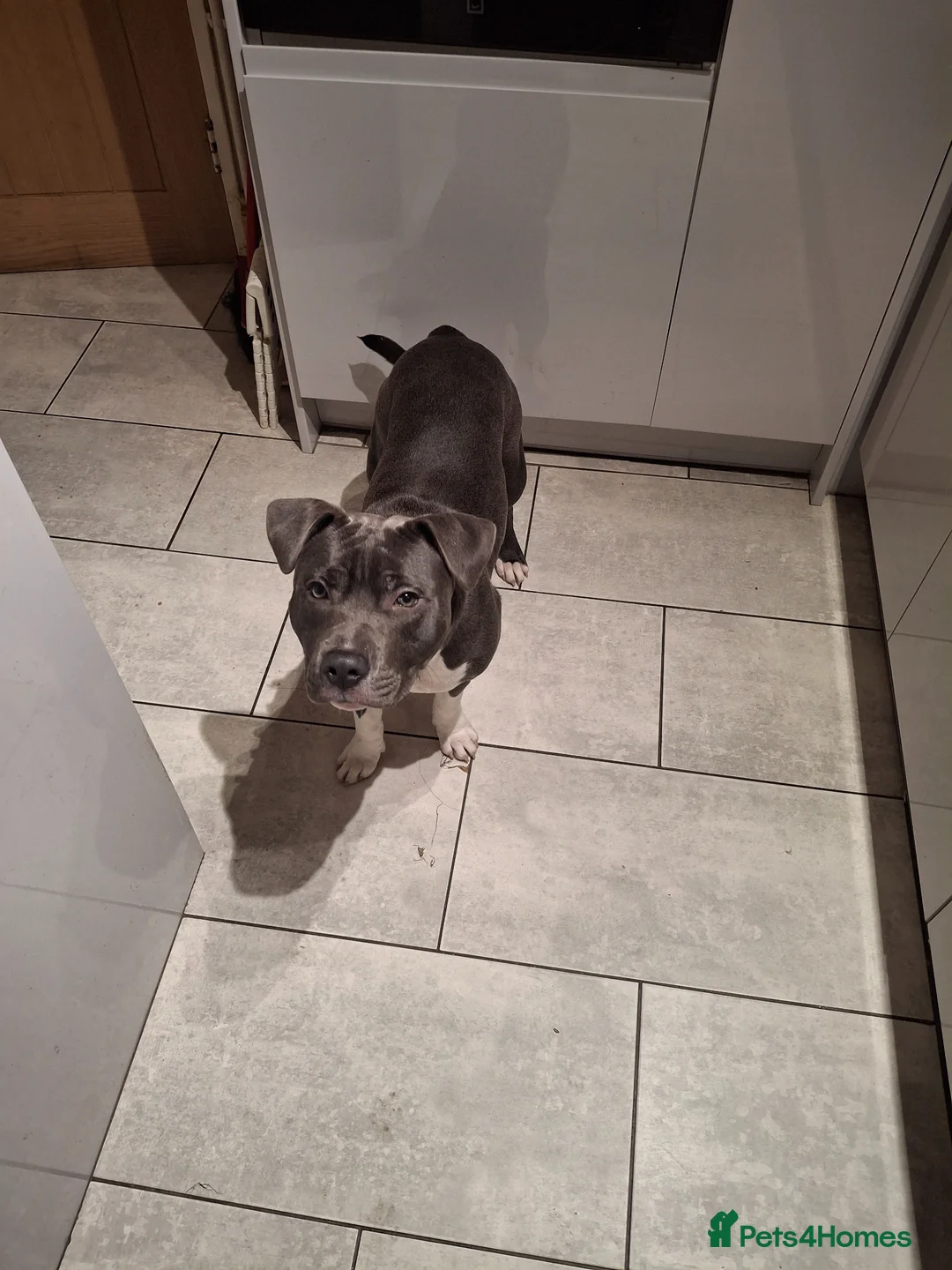 Staffordshire Bull Terrier dogs for sale: Male blue and white  in Bilston - Advert 2