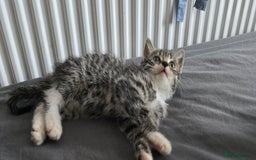 Mixed Breed cats for sale: Two playful loving kittens - Image 4
