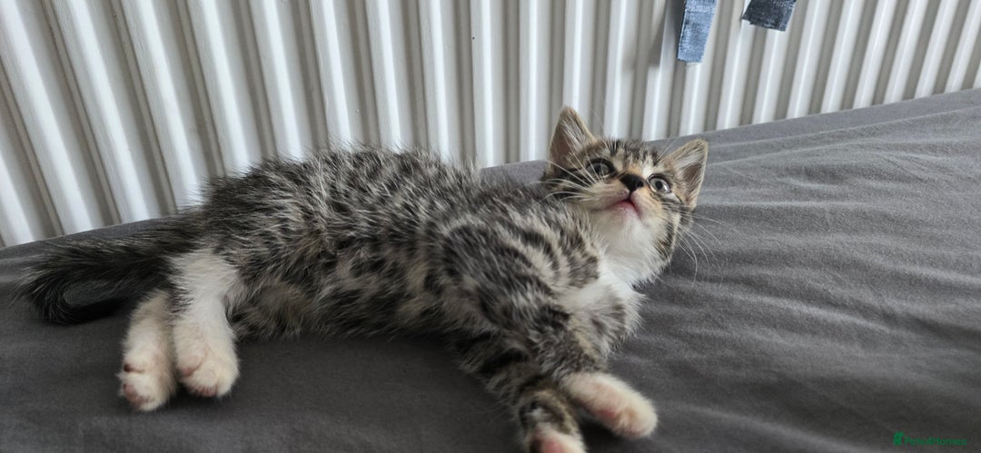 Mixed Breed cats for sale: Two playful loving kittens - Image 4