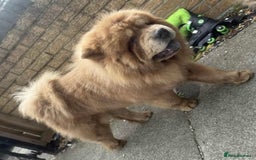 Chow Chow dogs for stud: Champion lines Cinnamon Chow Chow Stud 🦁 in Stockton-on-Tees - Image 4