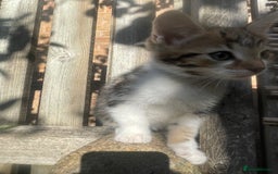 Mixed Breed cats for sale: Gorgeous tabby kittens are looking for new home  - Image 9