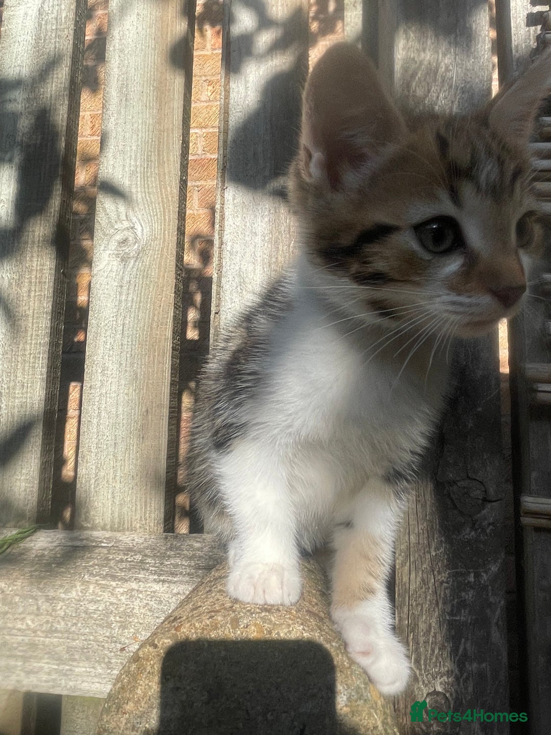 Mixed Breed cats for sale: Gorgeous tabby kittens are looking for new home  - Image 9