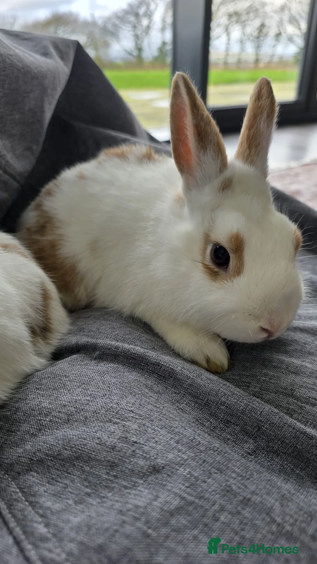 Mixed Breed rabbits for sale: Netherland dwarf x lionhead in Llanelli - Advert 2