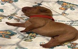 Mixed Breed dogs for sale: Vizslador puppies - Image 2