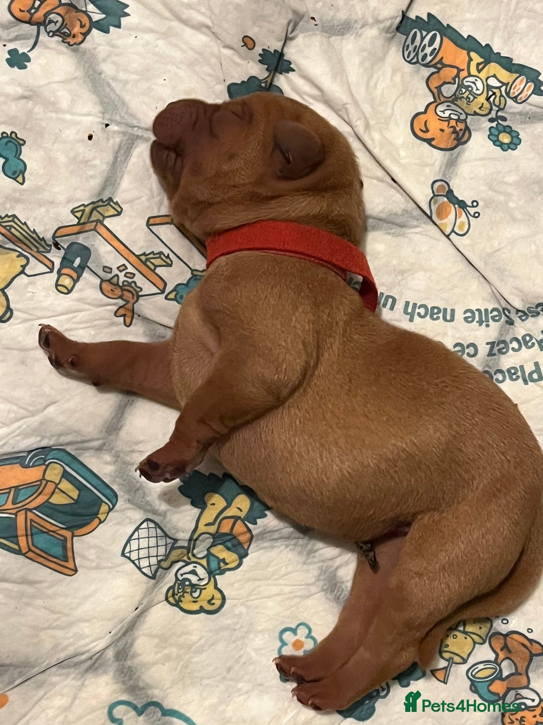 Mixed Breed dogs for sale: Vizslador puppies - Image 2