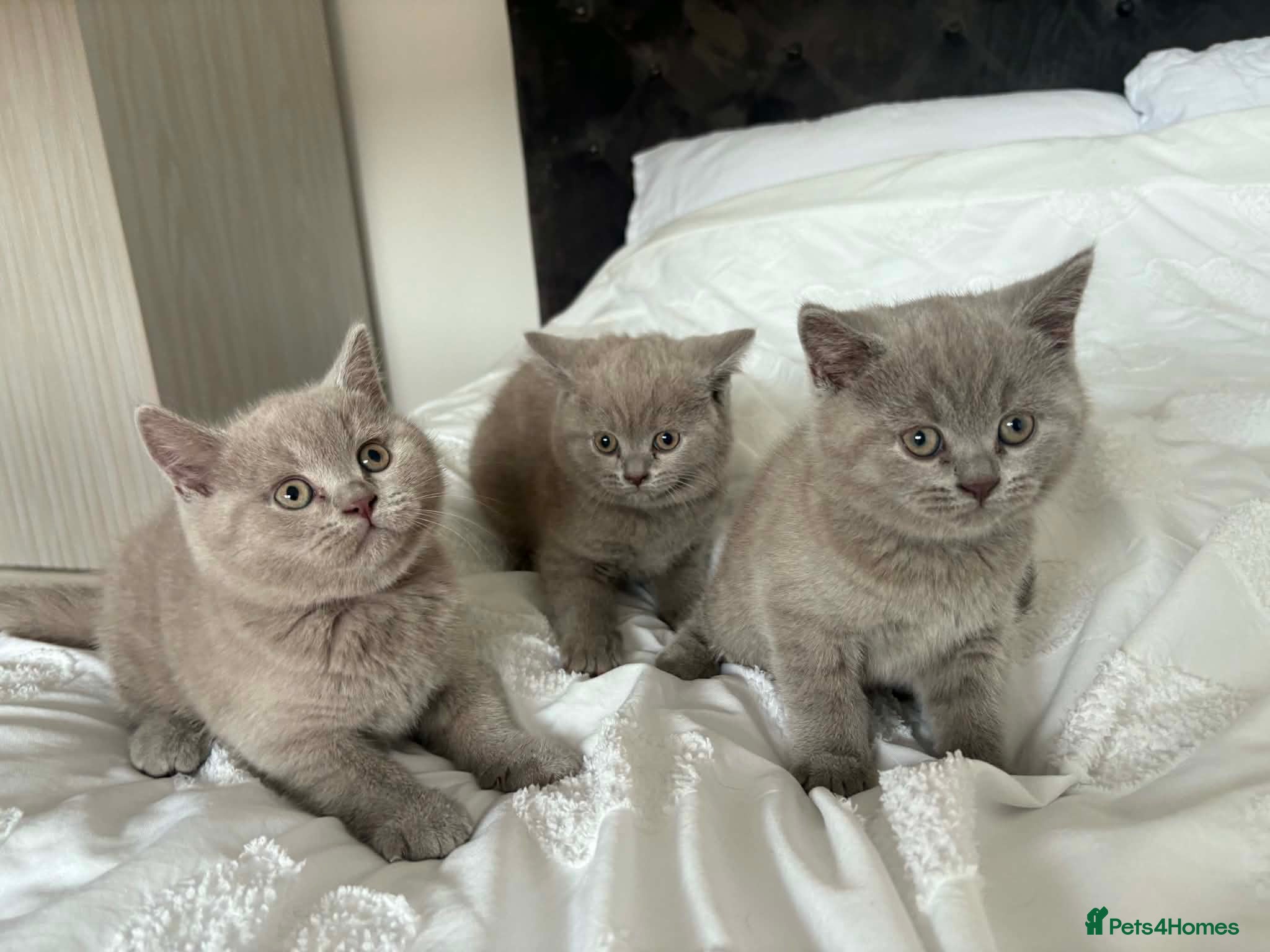 British Shorthair cats British short hair kittens  - Advert 6