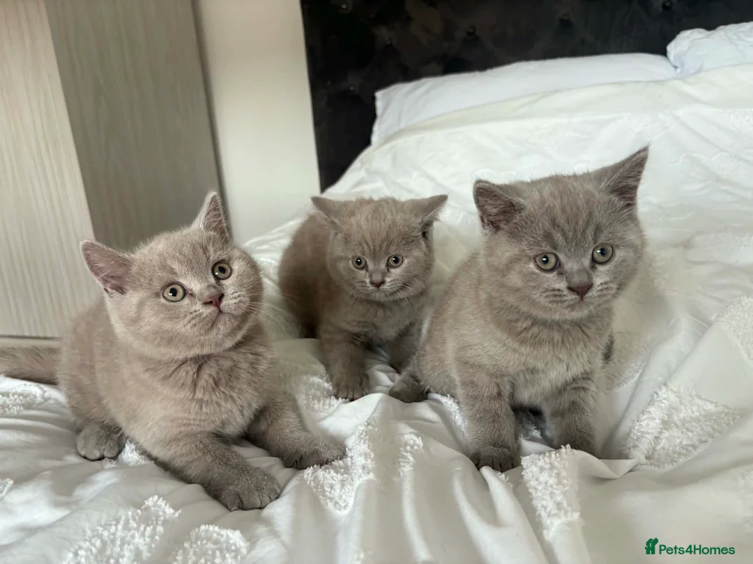 British Shorthair cats for sale: British short hair kittens  - Advert 1