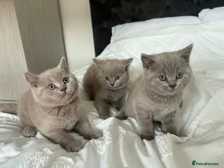 British Shorthair cats British short hair kittens - Advert 6
