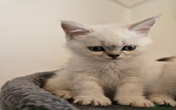 British Longhair cats for sale: snow white kittens - Image 15