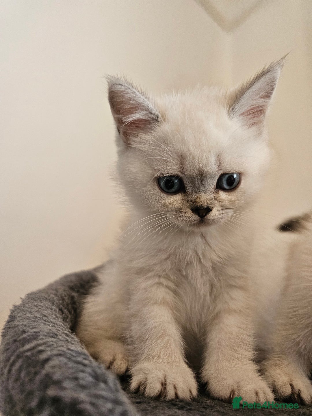British Longhair cats for sale: snow white kittens - Image 15