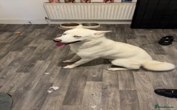 Siberian Husky dogs for sale: Beautiful husky white coat blue eyes  - Image 3