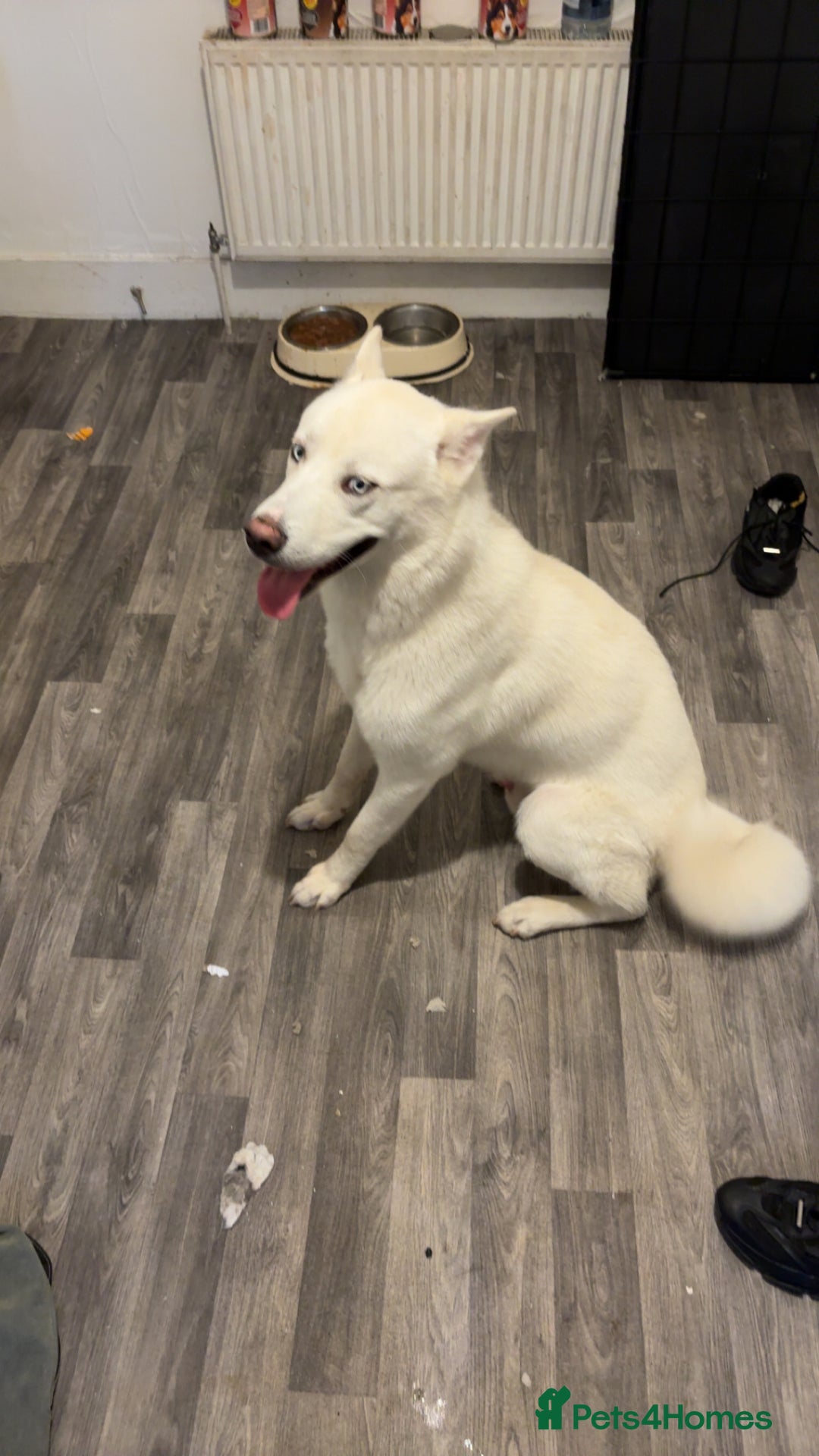 Siberian Husky dogs for sale: Beautiful husky white coat blue eyes  - Image 3