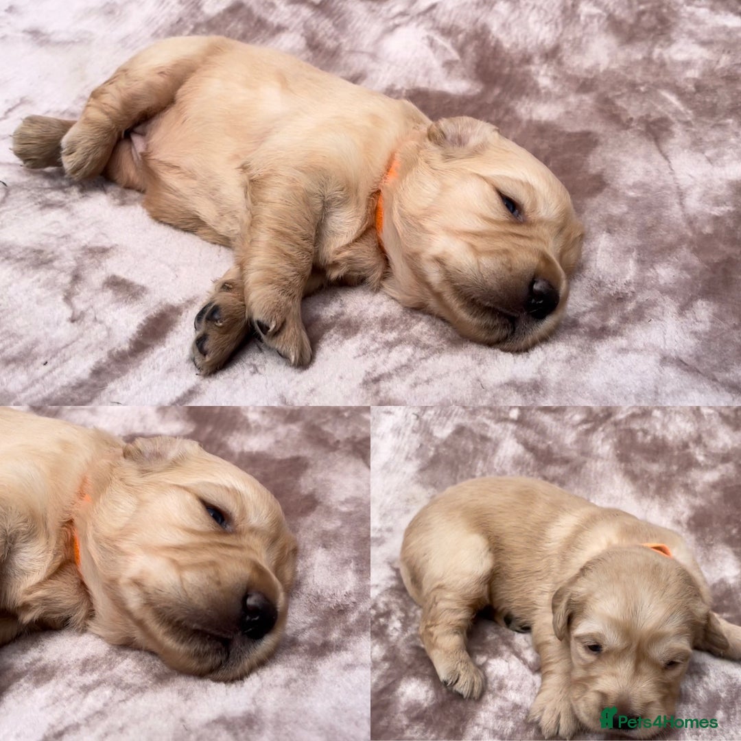 Golden Retriever dogs for sale: OUTSTANDING PEDIGREE GOLDEN RETRIVER PUPPIES KC - Image 34