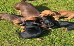 Miniature Dachshund dogs for sale: Miniature dachshund puppies - Image 15