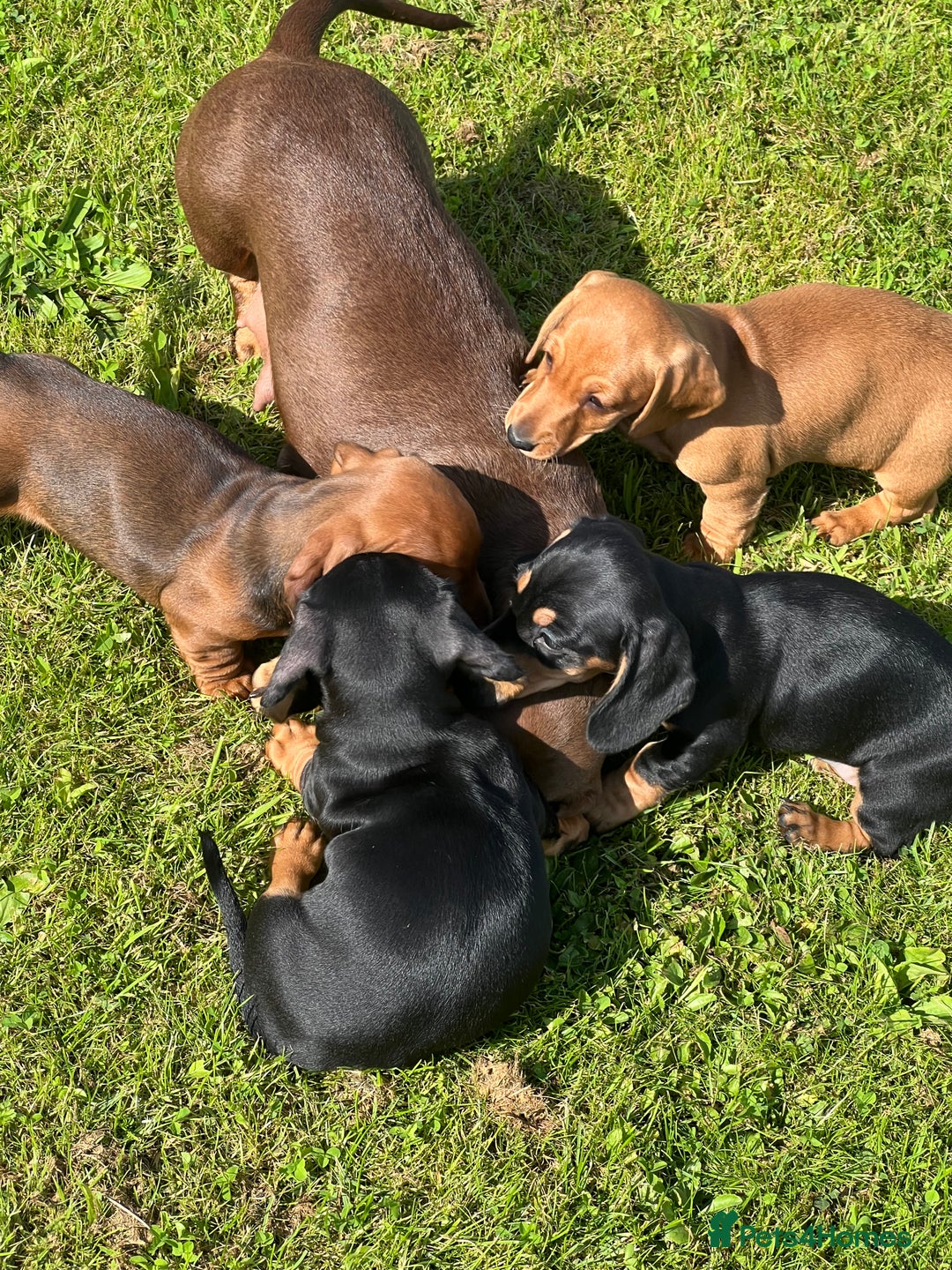 Miniature Dachshund dogs for sale: Miniature dachshund puppies - Image 15