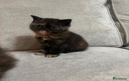 Persian cats for sale: Stunning Persian babies  - Image 15