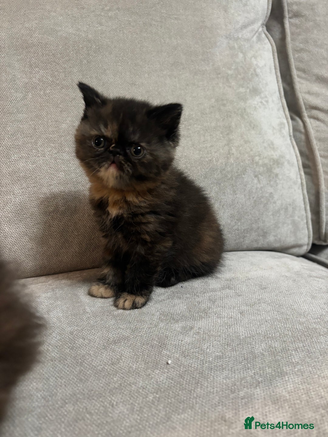 Persian cats for sale: Stunning Persian babies  - Image 15