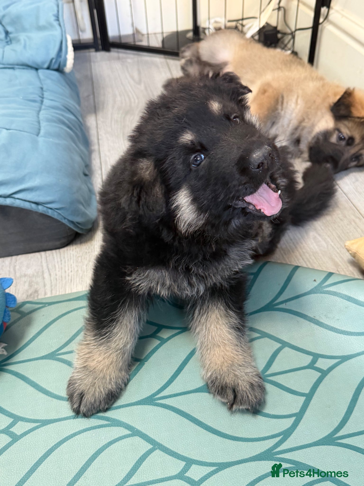 German Shepherd dogs German Shepherd Puppies (6 Boys, 1 Girl) - Advert 5