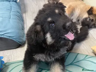 German Shepherd dogs German Shepherd Puppies (6 Boys, 1 Girl) - Advert 5