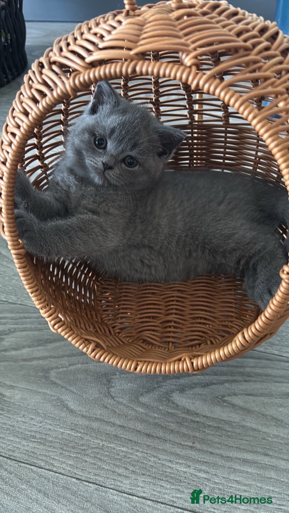 British Shorthair cats 🧸Chunky British Shorthair Kittens🧸 - Advert 1