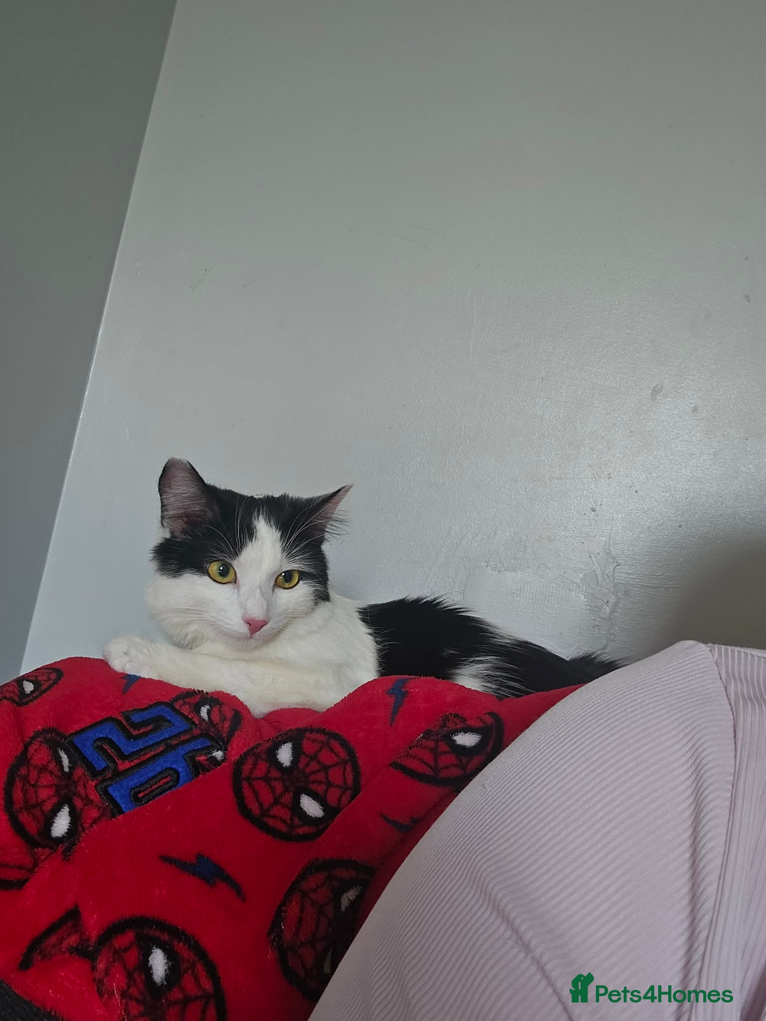 Mixed Breed cats 9 week old male kitten  - Advert 9