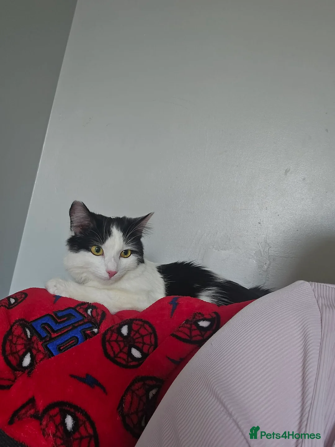 Mixed Breed cats for sale: 9 week old male kitten  in Bridlington - Advert 1