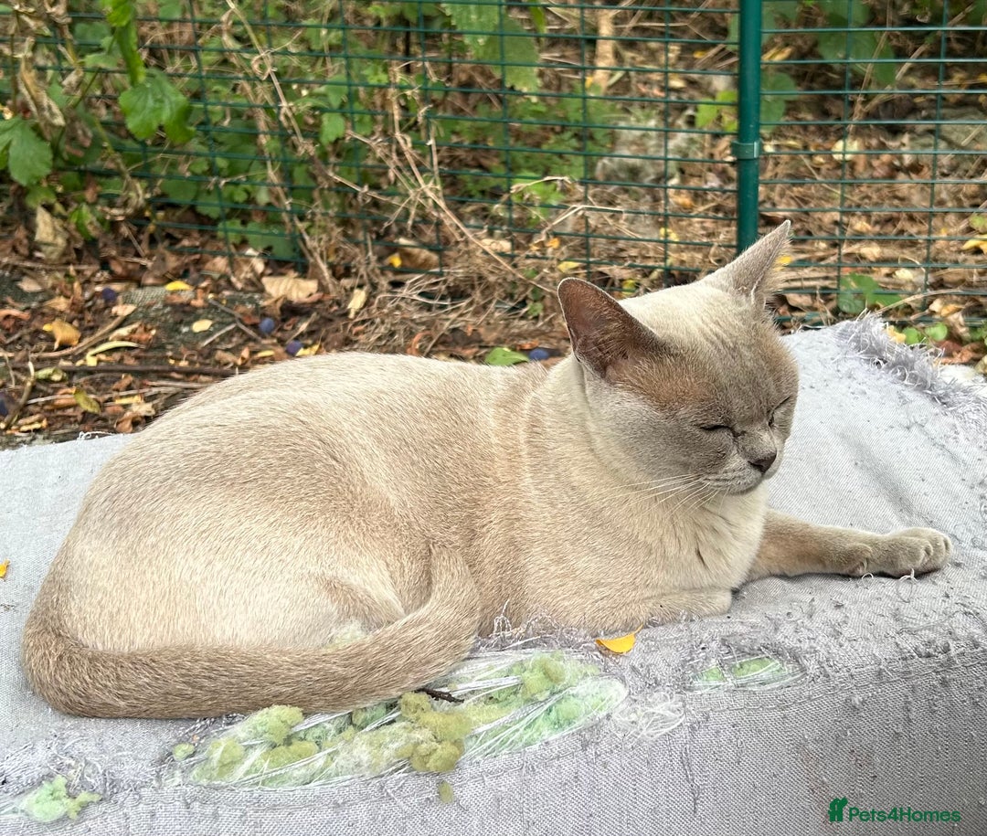 Burmese cats for sale: Pedigree Burmese retired queen and stud   - Image 9