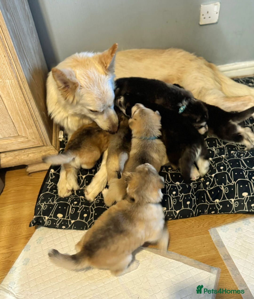 Shepsky dogs 7 beautiful Shepsky puppy’s available 🫶🏼 - Advert 14