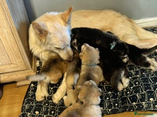 Shepsky dogs 7 beautiful Shepsky puppy’s available 🫶🏼 - Advert 14