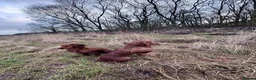 Cocker Spaniel dogs for sale: Working KC Registered Cocker Spaniel pups  - Advert 4