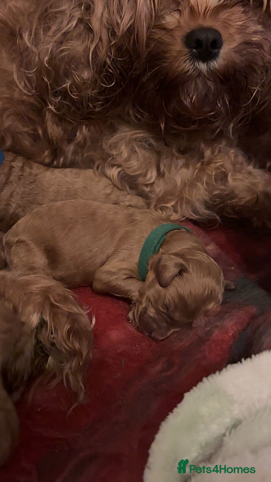 Cavapoo dogs for sale: F1B Red Toy Cavapoos- Health Tested  ************  - Advert 22