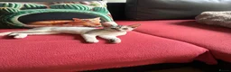 Abyssinian cats for sale: Silver Abyssinian kittens  - Advert 20