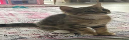 Mixed Breed cats for sale: Ariel & Coral 🧡💛 2 girls ready to leave  - Advert 10