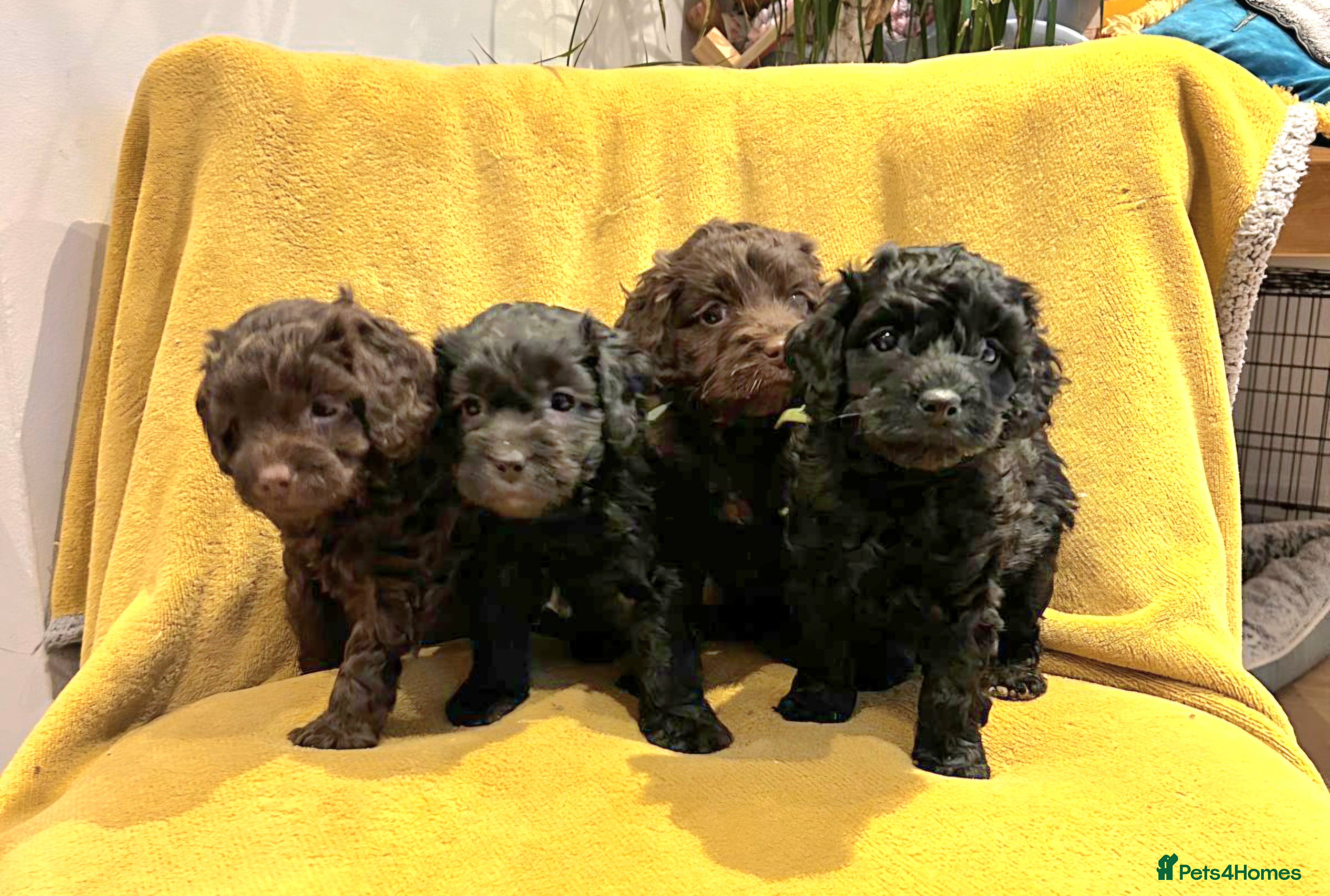 Cockapoo dogs 4 beautiful cockerpoo pups - Advert 1