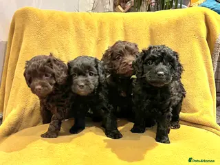 Cockapoo dogs 4 beautiful cockerpoo pups - Advert 7