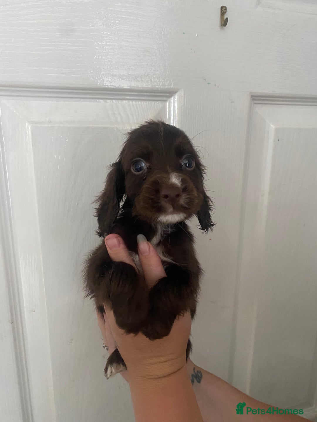 Cocker Spaniel dogs for sale: Merl cocker spaniel puppies  - Image 35