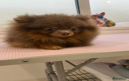 Pomeranian dogs for stud: 1.6kg Lilac/Tan stud ovulation test included  - Image 7