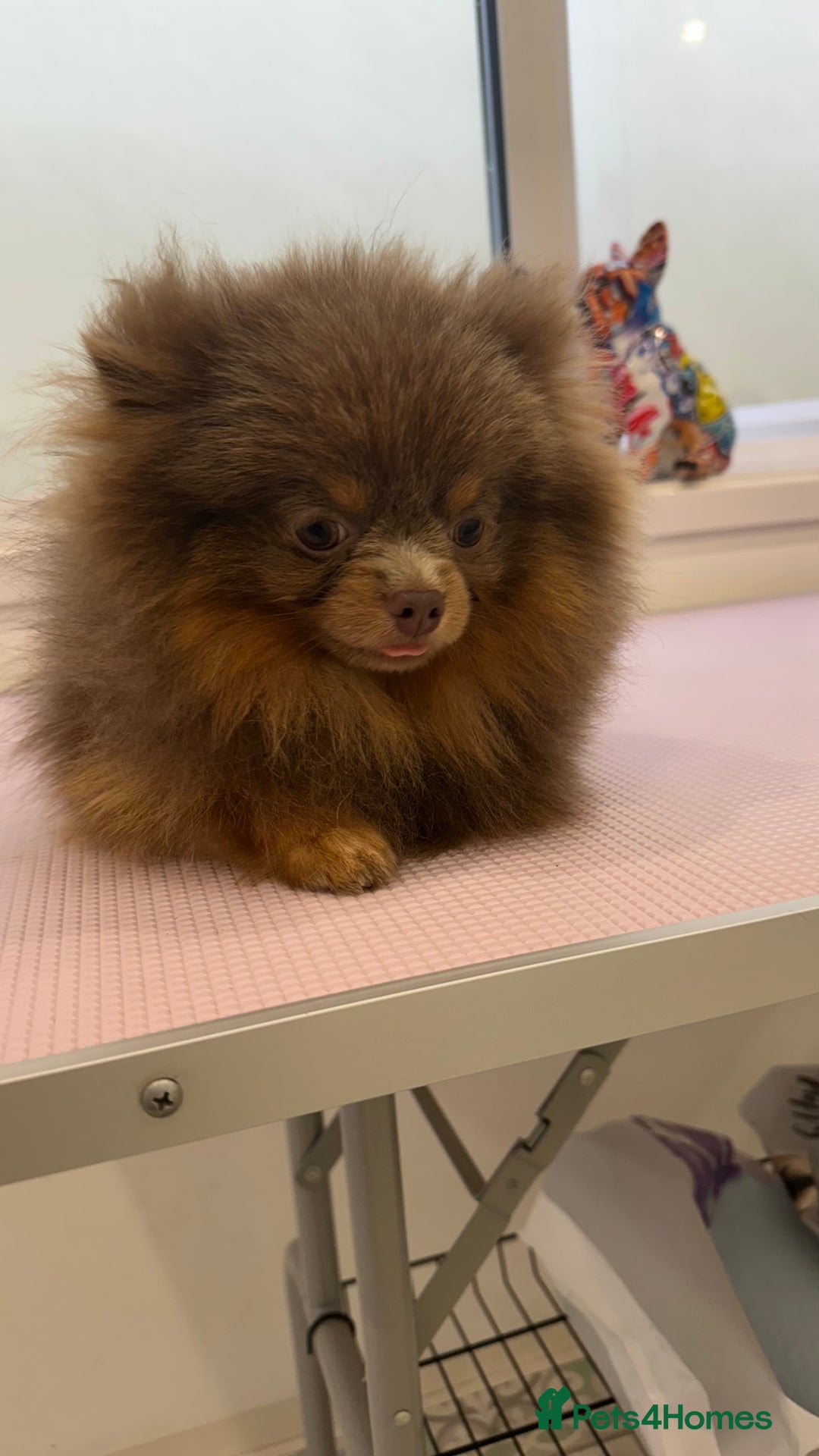 Pomeranian dogs for stud: 1.6kg Lilac/Tan stud ovulation test included  - Image 7