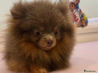 Pomeranian dogs - Advert 35