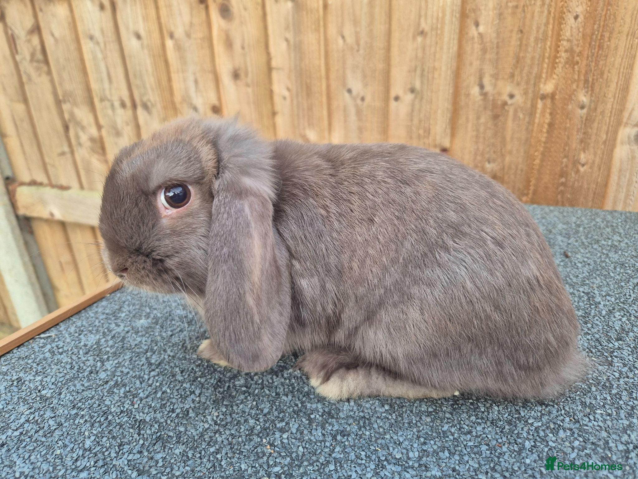 Mini Lop rabbits Chocolate girl looking for her forever home - Advert 1