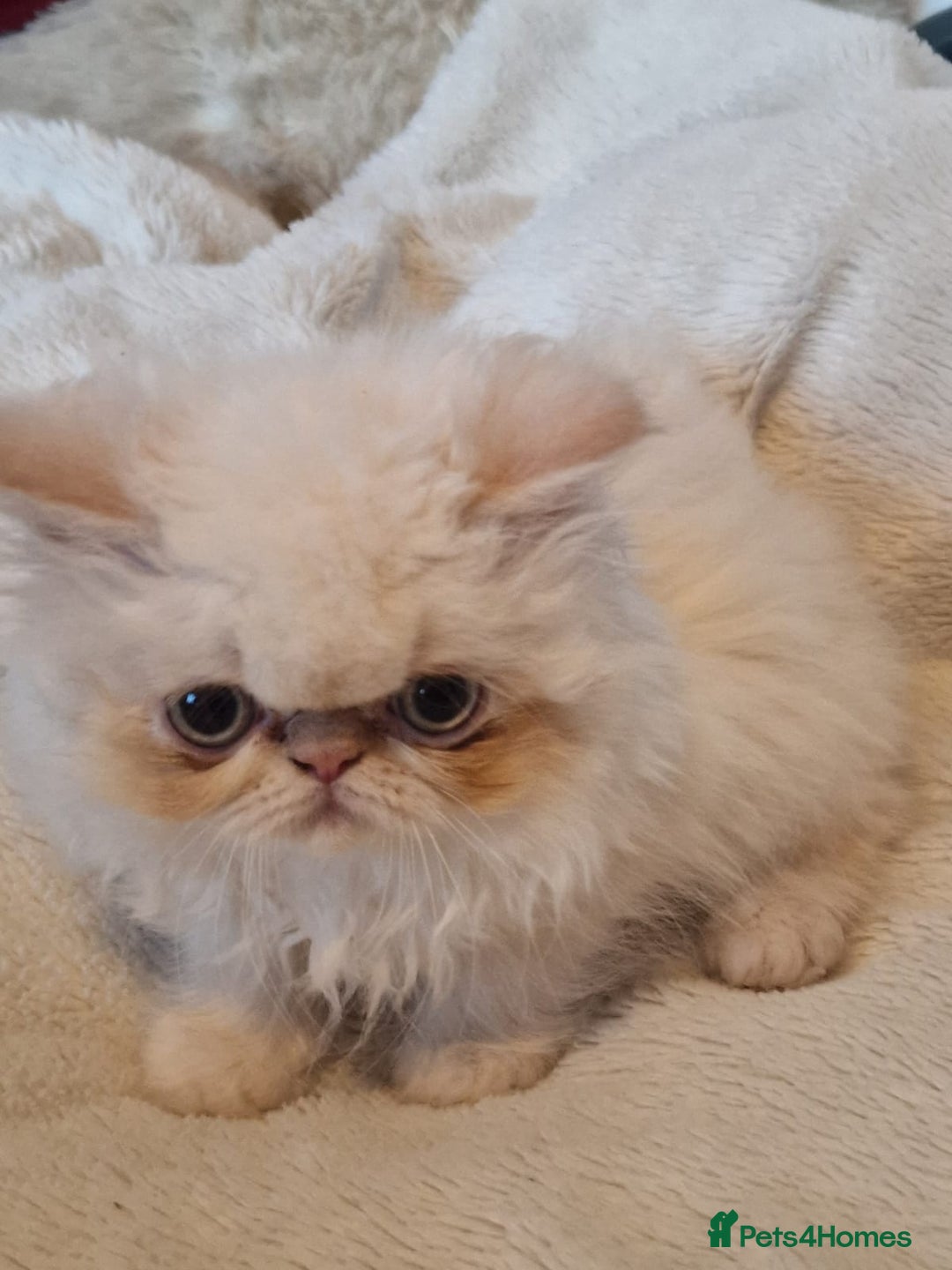 Persian cats for sale: Stunning Persian Kittens. - Advert 6