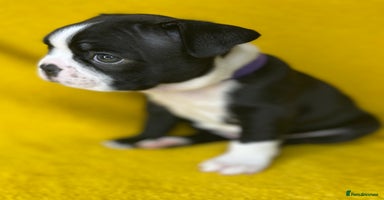 Boston Terrier dogs - Advert 13
