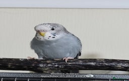 Budgerigars birds for sale: Young budgies  - Image 3