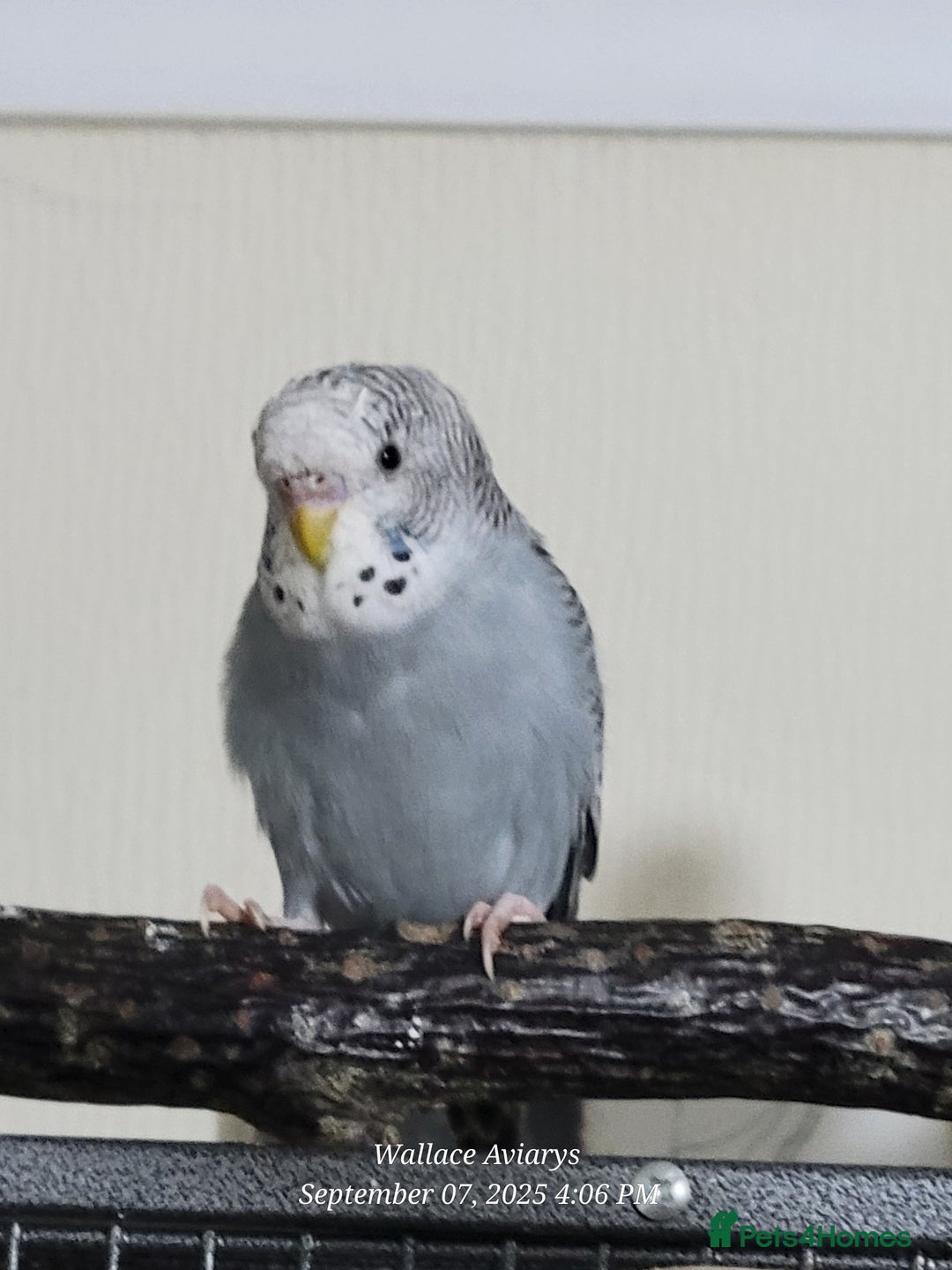 Budgerigars birds for sale: Young budgies  - Image 3