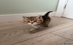 British Shorthair cats for sale: SOLD Sired by Champion FIFE dad -  Golden BSH - Image 24