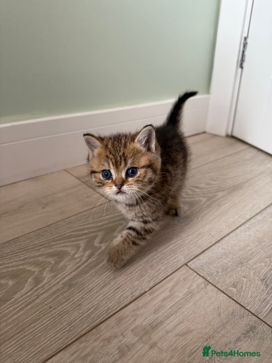 British Shorthair cats for sale: SOLD Sired by Champion FIFE dad -  Golden BSH - Image 24