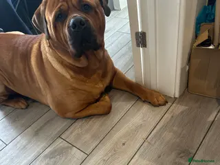 Mixed Breed dogs Bullmastiff x Rottweiler - Advert 4